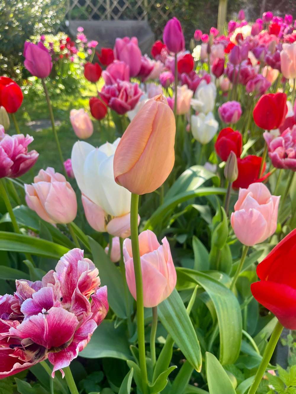 Eksklusivblanding 'Svaneke Delight'